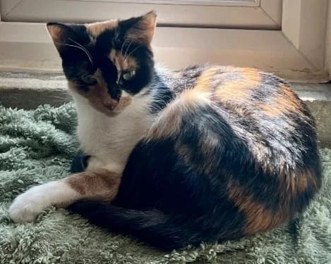 Nettie, female young Mixed Breed Cat for adoption at Yorkshire Cat Rescue