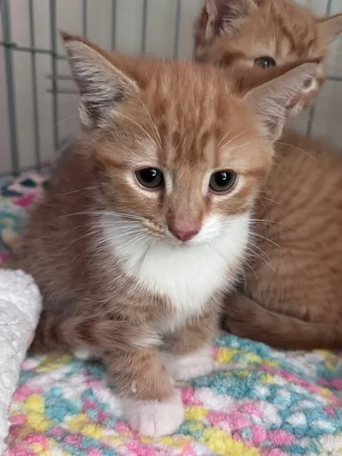 Mini Cheddar, female puppy Mixed Breed Cat for adoption at Yorkshire Cat Rescue