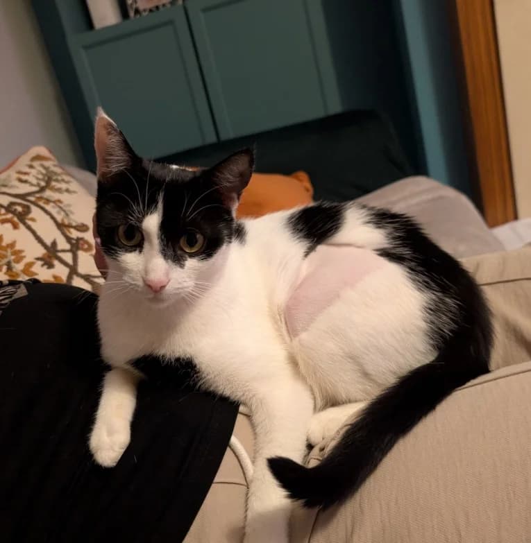 Alice, female young Mixed Breed Cat for adoption at Yorkshire Cat Rescue