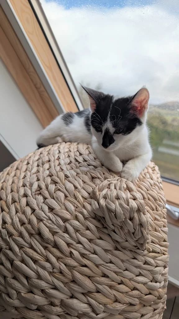 Queenie, female puppy Mixed Breed Cat for adoption at Yorkshire Cat Rescue