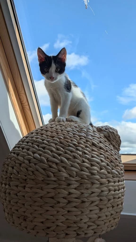 Hatter, male puppy Mixed Breed Cat for adoption at Yorkshire Cat Rescue