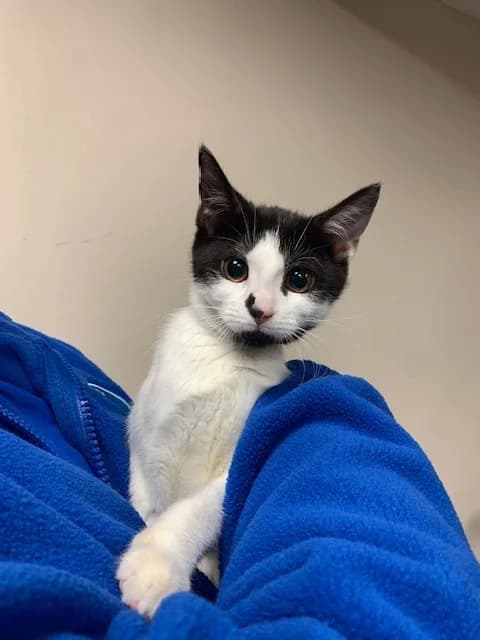Dodo, female puppy Mixed Breed Cat for adoption at Yorkshire Cat Rescue