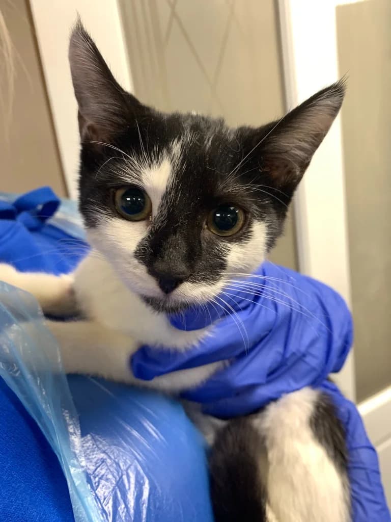 Caterpillar, female puppy Mixed Breed Cat for adoption at Yorkshire Cat Rescue