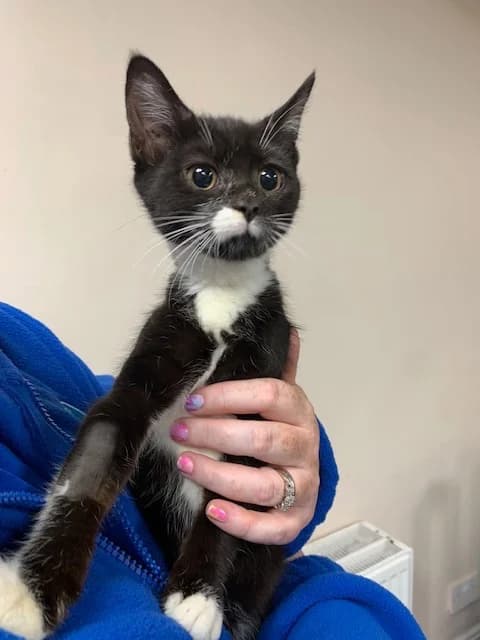 Cheshire, male puppy Mixed Breed Cat for adoption at Yorkshire Cat Rescue