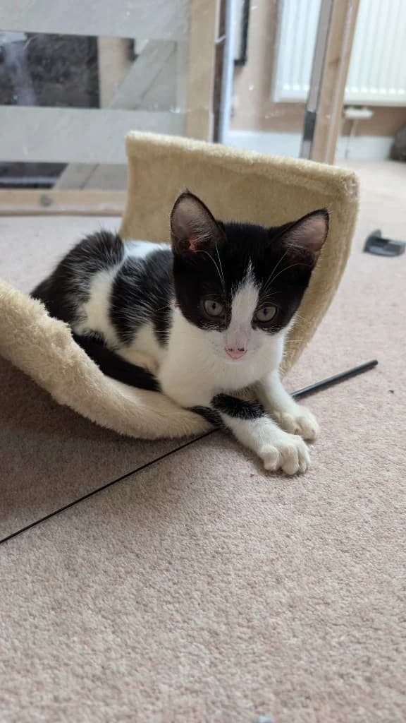Thackery, male puppy Mixed Breed Cat for adoption at Yorkshire Cat Rescue