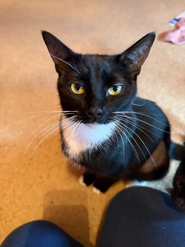 Nyla, female young Mixed Breed Cat for adoption at Yorkshire Cat Rescue