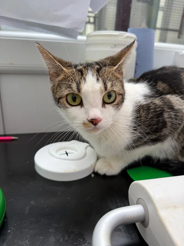 Olivia, female young Mixed Breed Cat for adoption at Yorkshire Cat Rescue