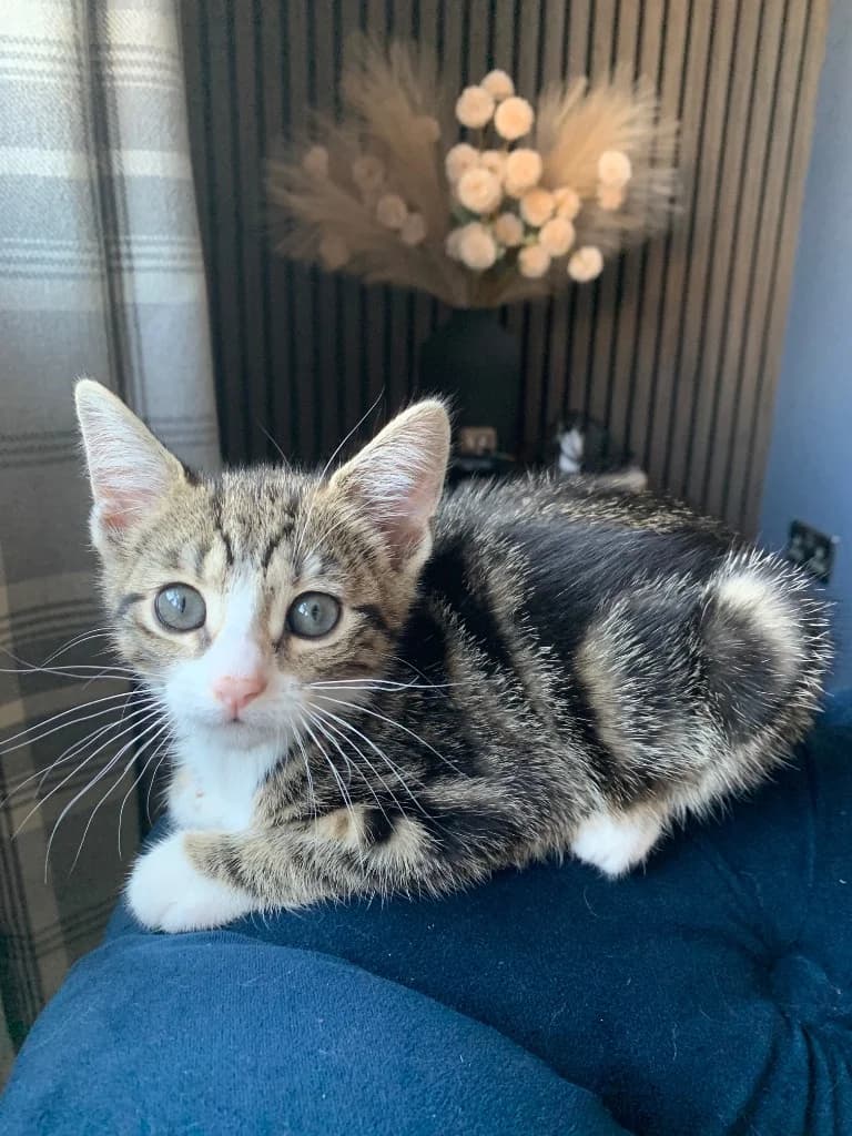 Ottilie, female puppy Mixed Breed Cat for adoption at Yorkshire Cat Rescue