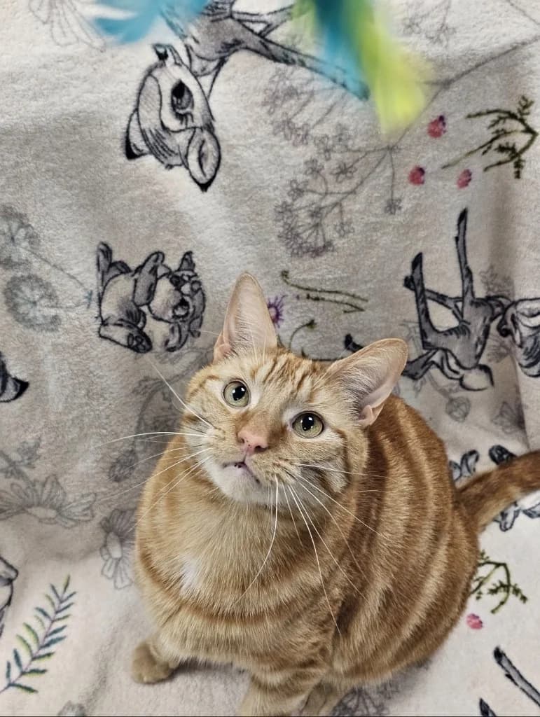 Milo, male 4yo Mixed Breed Cat for adoption at Yorkshire Cat Rescue