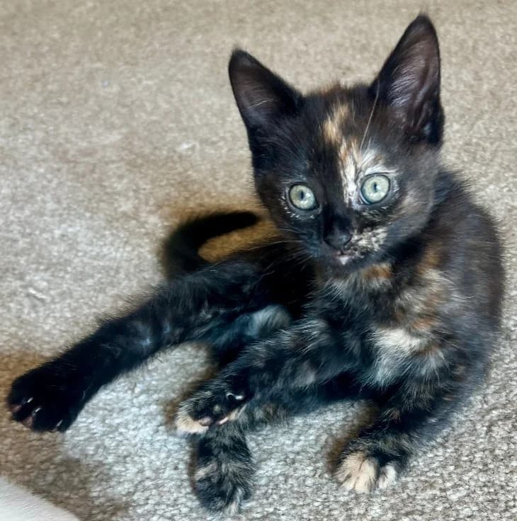 Nigella, female puppy Mixed Breed Cat for adoption at Yorkshire Cat Rescue