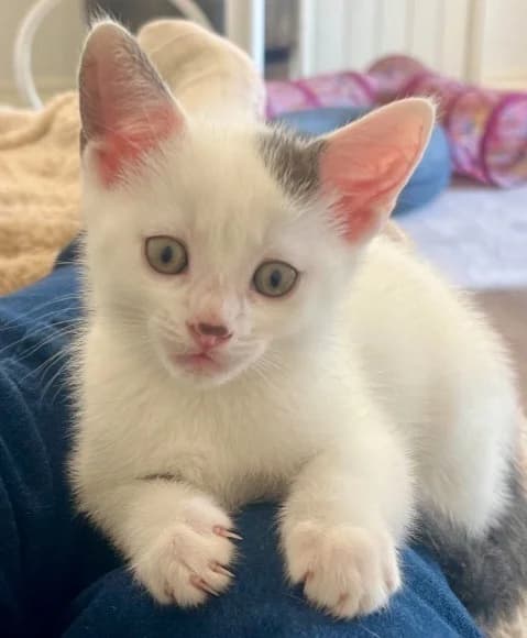 Nate, male puppy Mixed Breed Cat for adoption at Yorkshire Cat Rescue