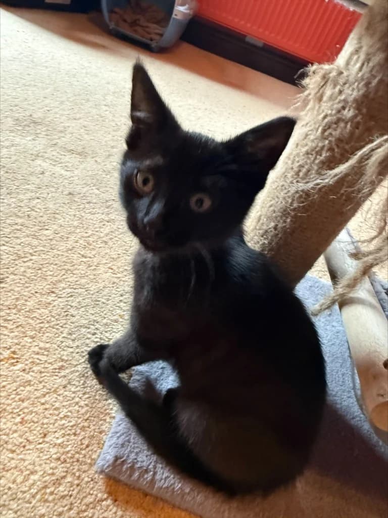 Zeus, male puppy Mixed Breed Cat for adoption at Yorkshire Cat Rescue