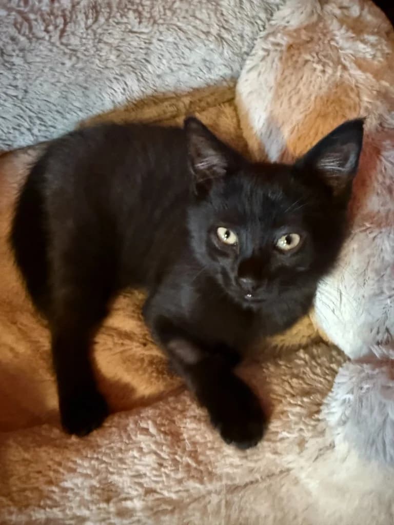 Eros, male puppy Mixed Breed Cat for adoption at Yorkshire Cat Rescue