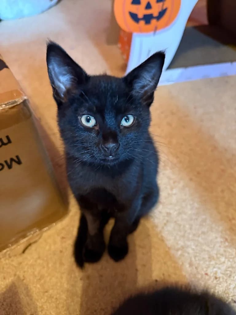 Apollo, male puppy Mixed Breed Cat for adoption at Yorkshire Cat Rescue
