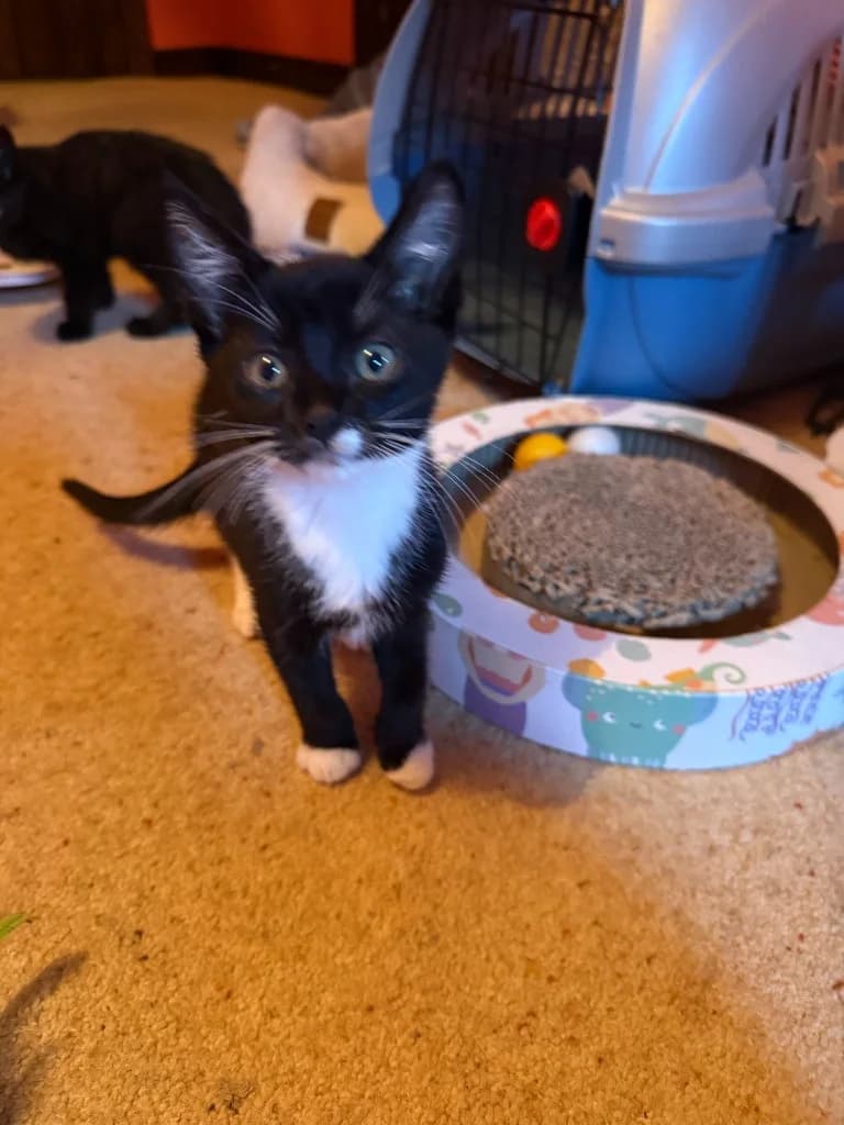 Orion, male puppy Mixed Breed Cat for adoption at Yorkshire Cat Rescue