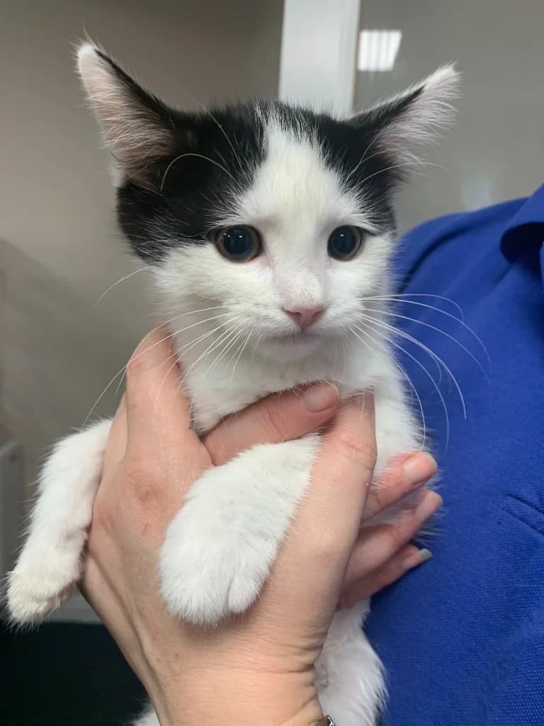 Taylor, female puppy Mixed Breed Cat for adoption at Yorkshire Cat Rescue