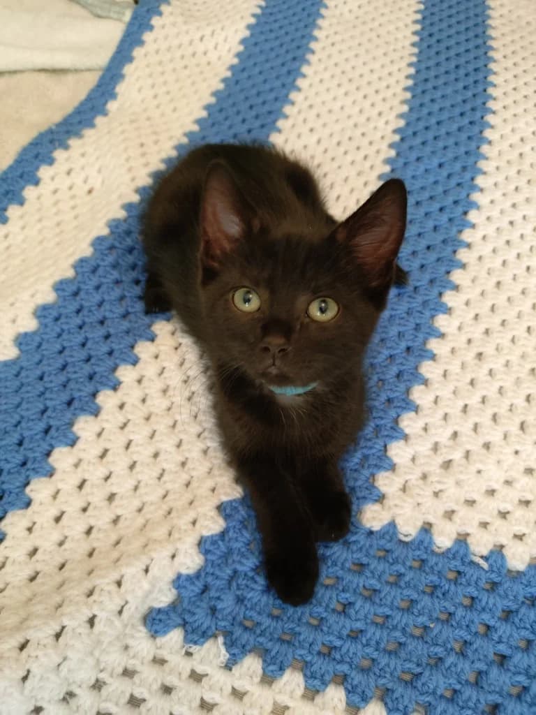 Jordan, male puppy Mixed Breed Cat for adoption at Yorkshire Cat Rescue