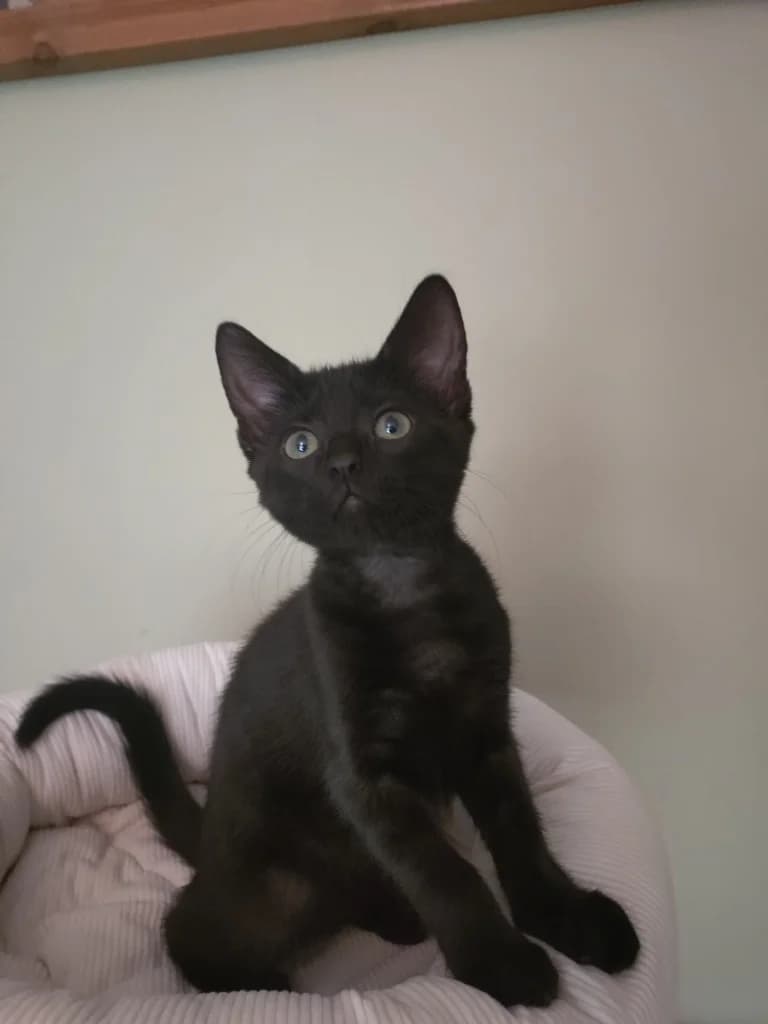 Reese, female puppy Mixed Breed Cat for adoption at Yorkshire Cat Rescue