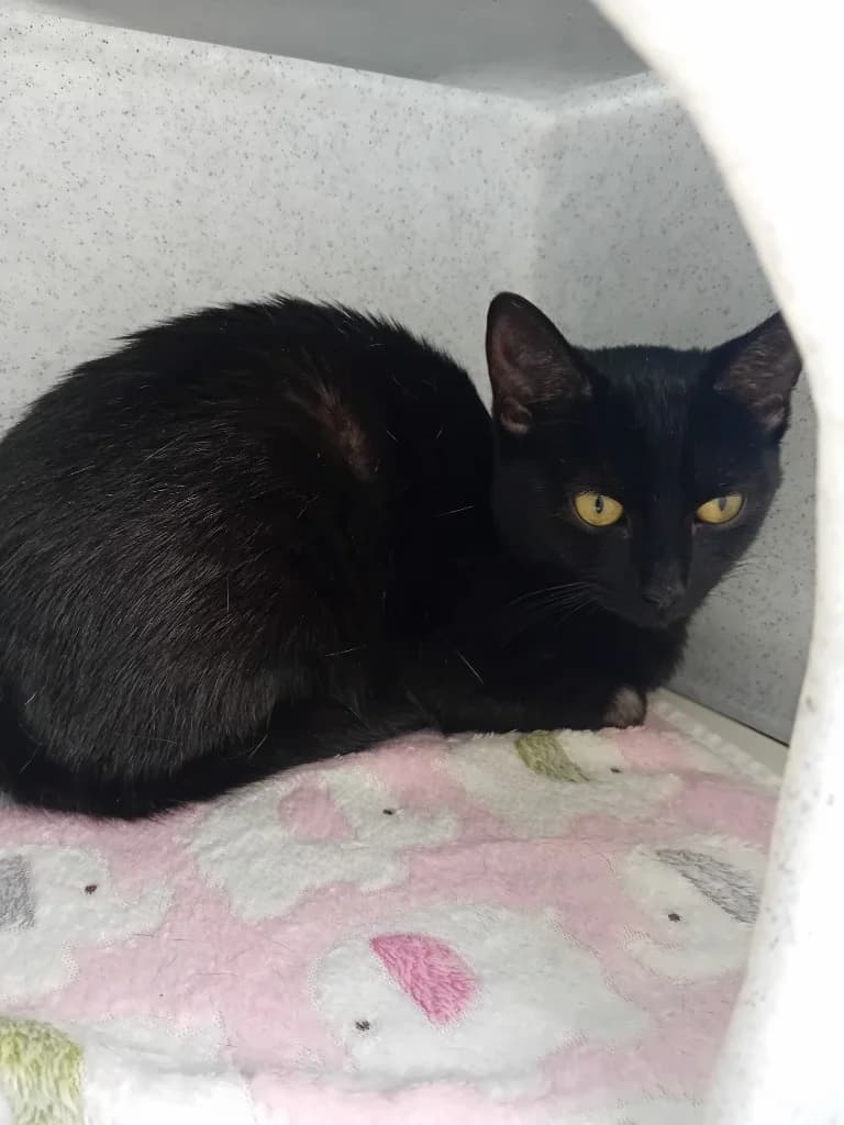 Serena, female puppy Mixed Breed Cat for adoption at Yorkshire Cat Rescue