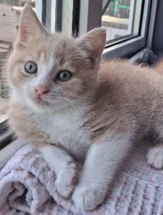Pheonix, male puppy Mixed Breed Cat for adoption at Yorkshire Cat Rescue