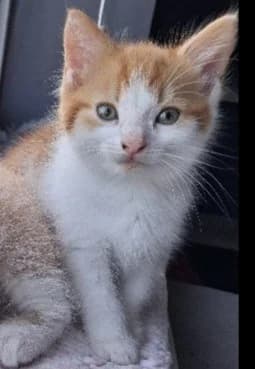 Ragnar, male puppy Mixed Breed Cat for adoption at Yorkshire Cat Rescue