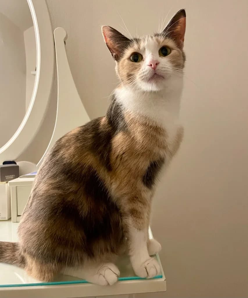 Muffin, female young Mixed Breed Cat for adoption at Yorkshire Cat Rescue