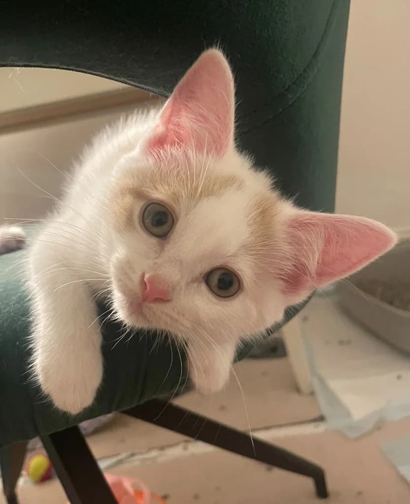 McMuffin, male puppy Mixed Breed Cat for adoption at Yorkshire Cat Rescue