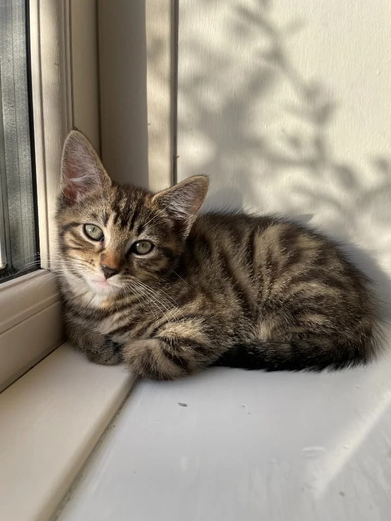 Sir Muffington, male puppy Mixed Breed Cat for adoption at Yorkshire Cat Rescue