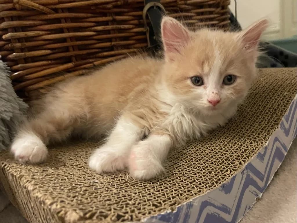 Ragamuffin, male puppy Mixed Breed Cat for adoption at Yorkshire Cat Rescue