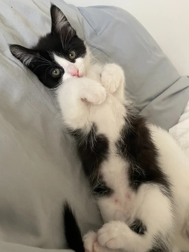 Muffin Top, male puppy Mixed Breed Cat for adoption at Yorkshire Cat Rescue