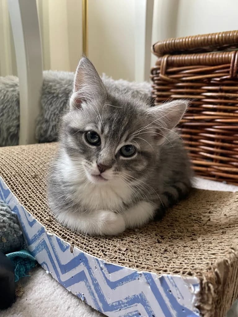 Muffina, female puppy Mixed Breed Cat for adoption at Yorkshire Cat Rescue