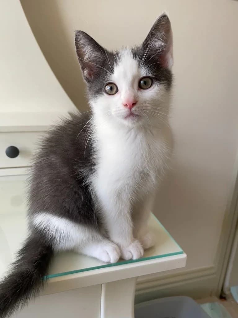 Baby Muffin, male puppy Mixed Breed Cat for adoption at Yorkshire Cat Rescue