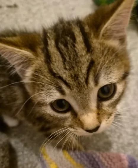 Hazel, female puppy Mixed Breed Cat for adoption at Yorkshire Cat Rescue