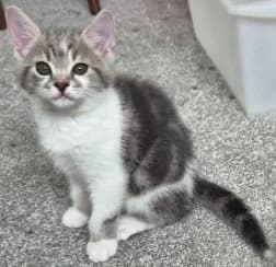 Pistachio, male puppy Mixed Breed Cat for adoption at Yorkshire Cat Rescue