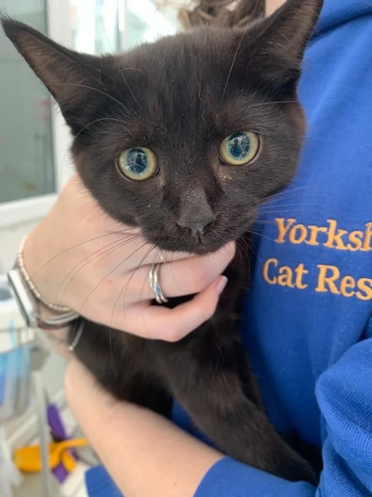 Sheila, female puppy Mixed Breed Cat for adoption at Yorkshire Cat Rescue