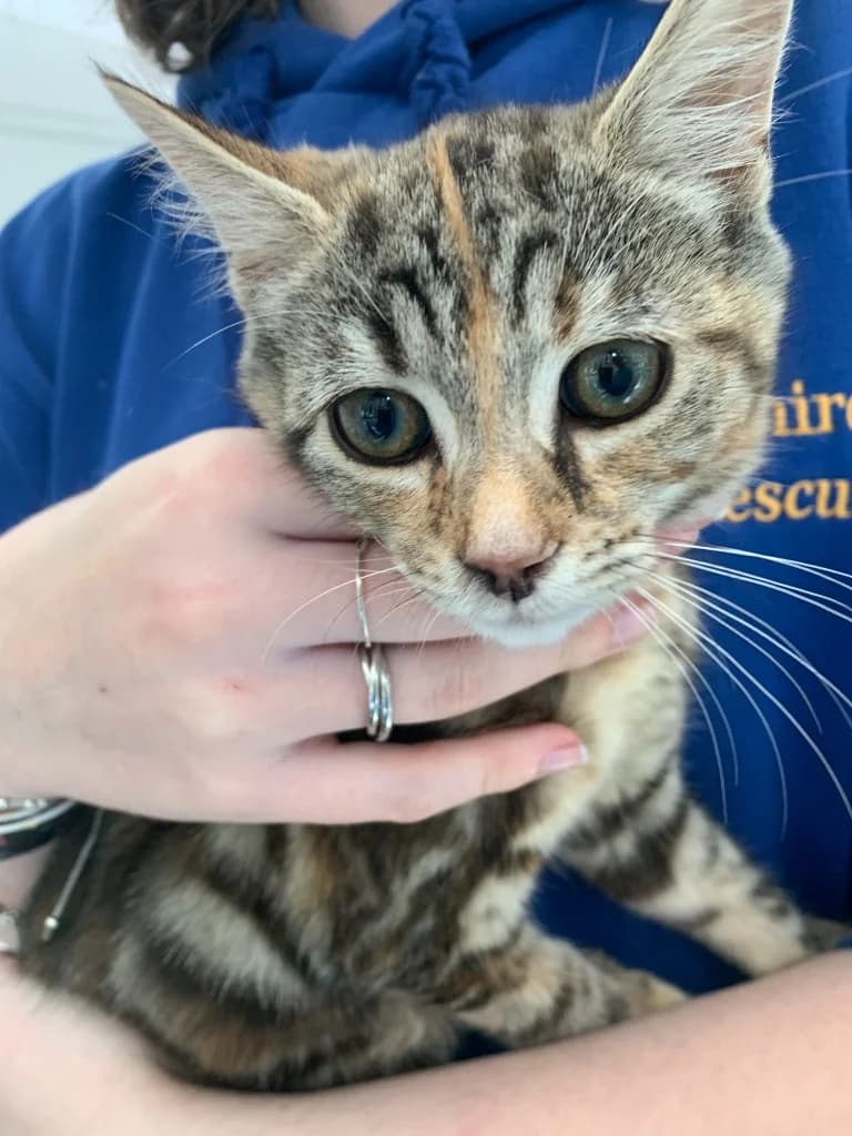 Valerie, female puppy Mixed Breed Cat for adoption at Yorkshire Cat Rescue