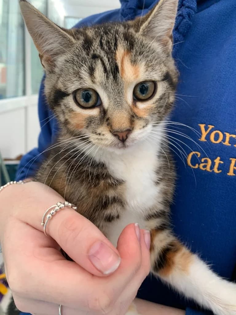 Fayette, female puppy Mixed Breed Cat for adoption at Yorkshire Cat Rescue