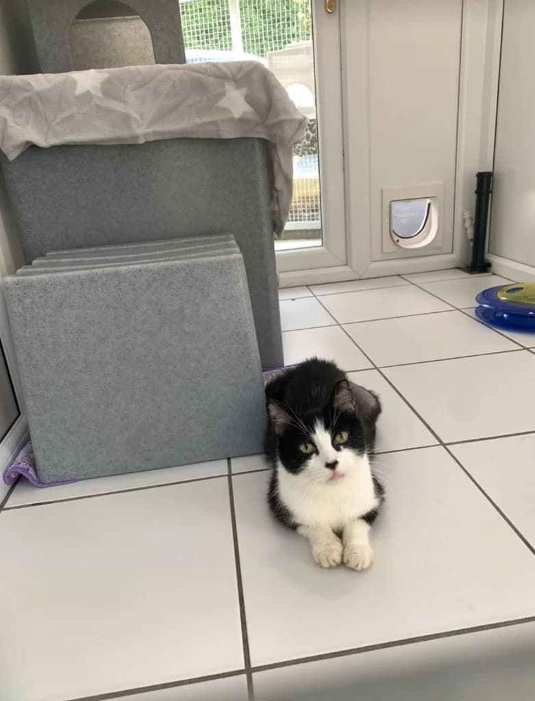 Delilah, female young Mixed Breed Cat for adoption at Yorkshire Cat Rescue
