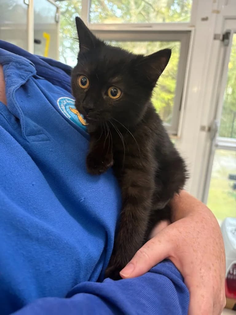 Misty, female puppy Mixed Breed Cat for adoption at Yorkshire Cat Rescue