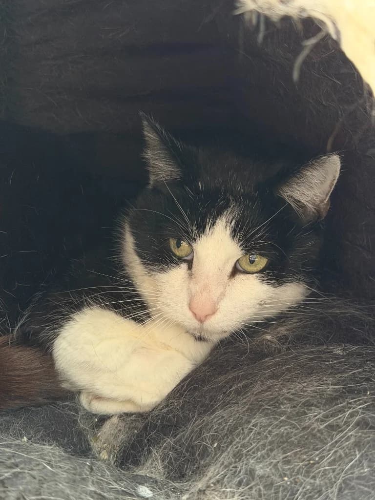 Faith, female senior Mixed Breed Cat for adoption at Yorkshire Cat Rescue