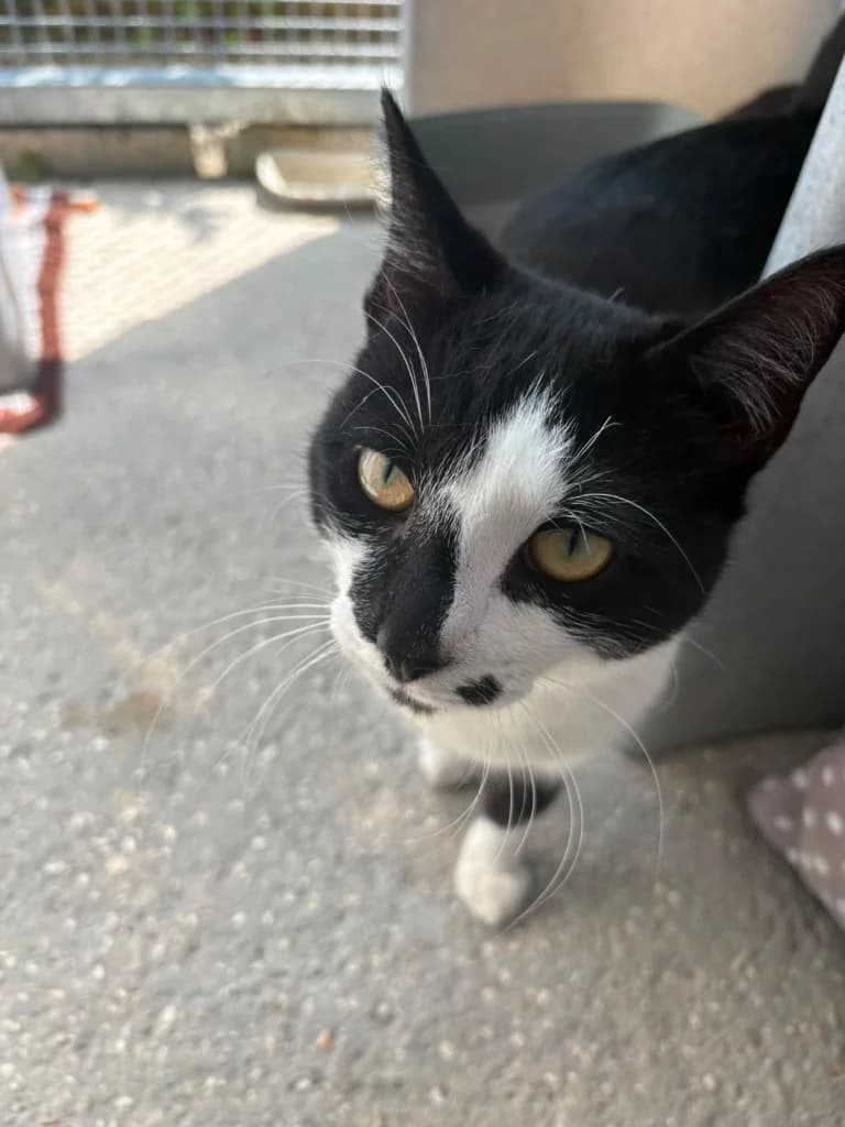Jack, male young Mixed Breed Cat for adoption at Yorkshire Cat Rescue