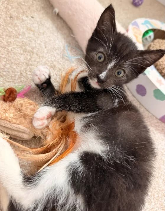 Richie, male puppy Mixed Breed Cat for adoption at Yorkshire Cat Rescue