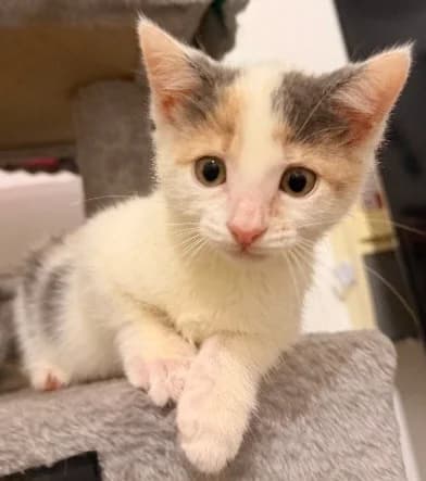 Remi, female puppy Mixed Breed Cat for adoption at Yorkshire Cat Rescue