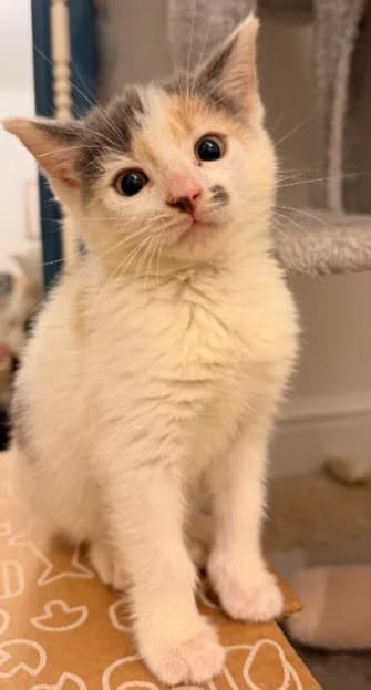 Rylee, female puppy Mixed Breed Cat for adoption at Yorkshire Cat Rescue