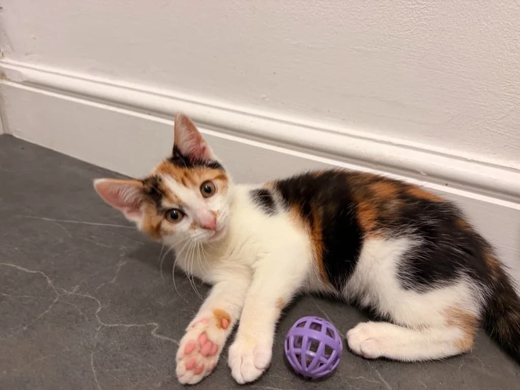 Rowan, female puppy Mixed Breed Cat for adoption at Yorkshire Cat Rescue