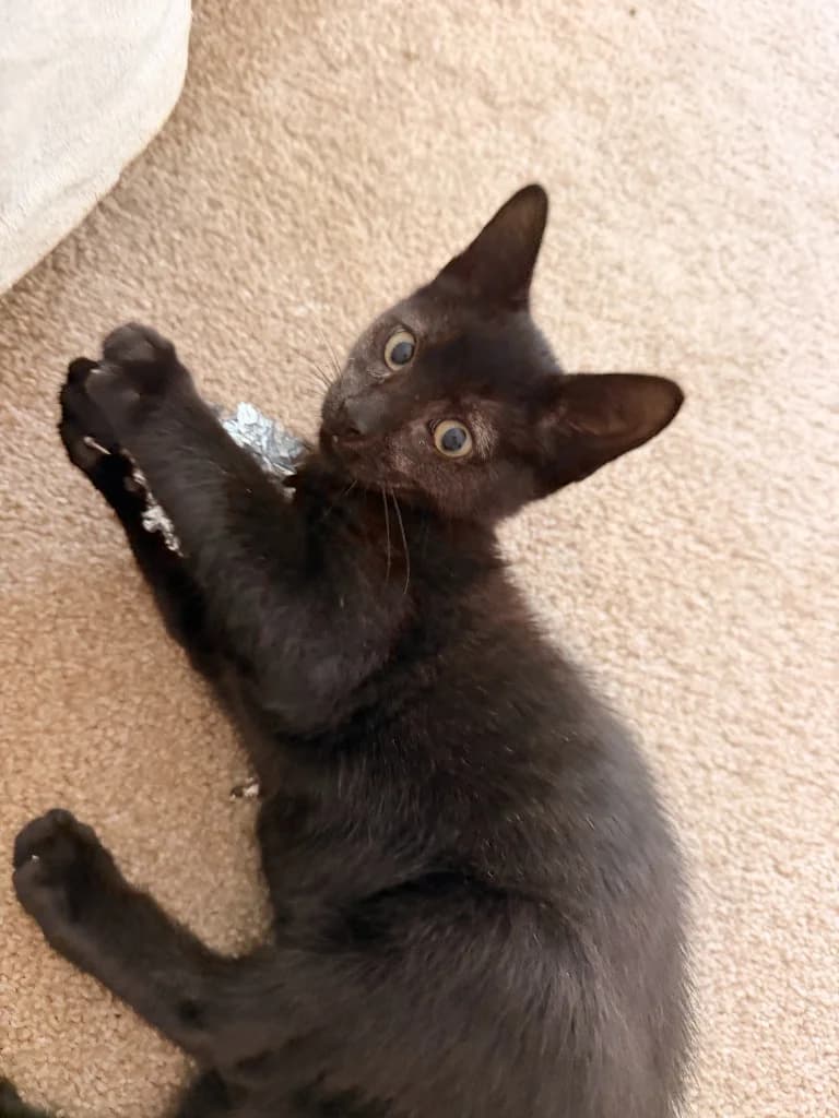 Rory, male puppy Mixed Breed Cat for adoption at Yorkshire Cat Rescue