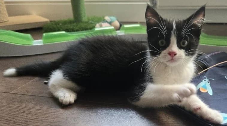 Stan, male puppy Mixed Breed Cat for adoption at Yorkshire Cat Rescue