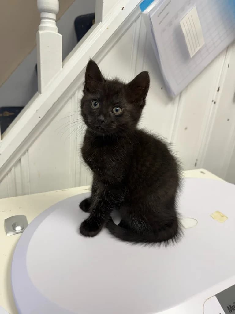 Jerry, male puppy Mixed Breed Cat for adoption at Yorkshire Cat Rescue