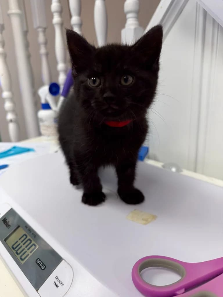 Titus, male puppy Mixed Breed Cat for adoption at Yorkshire Cat Rescue
