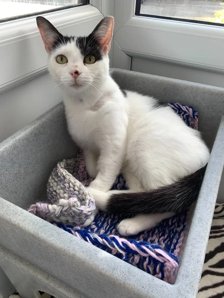 Daisy, female young Mixed Breed Cat for adoption at Yorkshire Cat Rescue